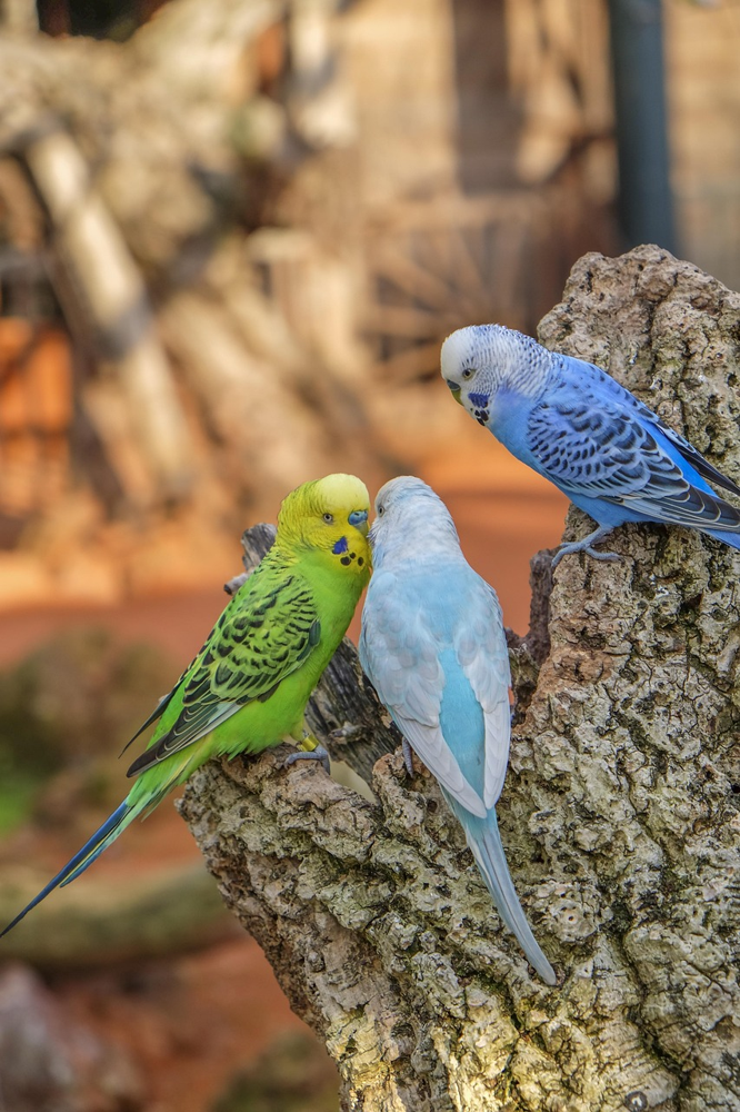 セキセイインコの画像