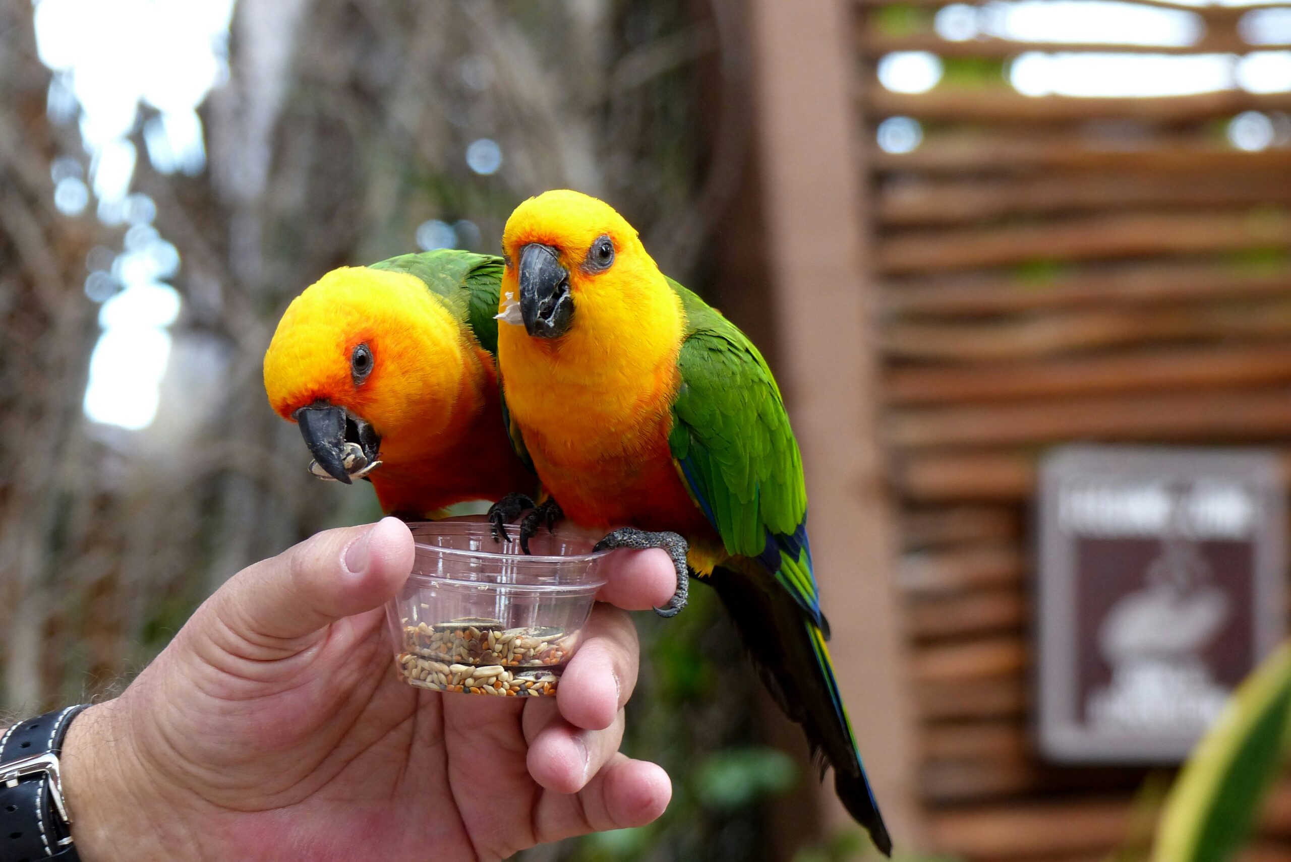 インコ用グッズの通販サイトwakunoki｜安心のペット用品専門店