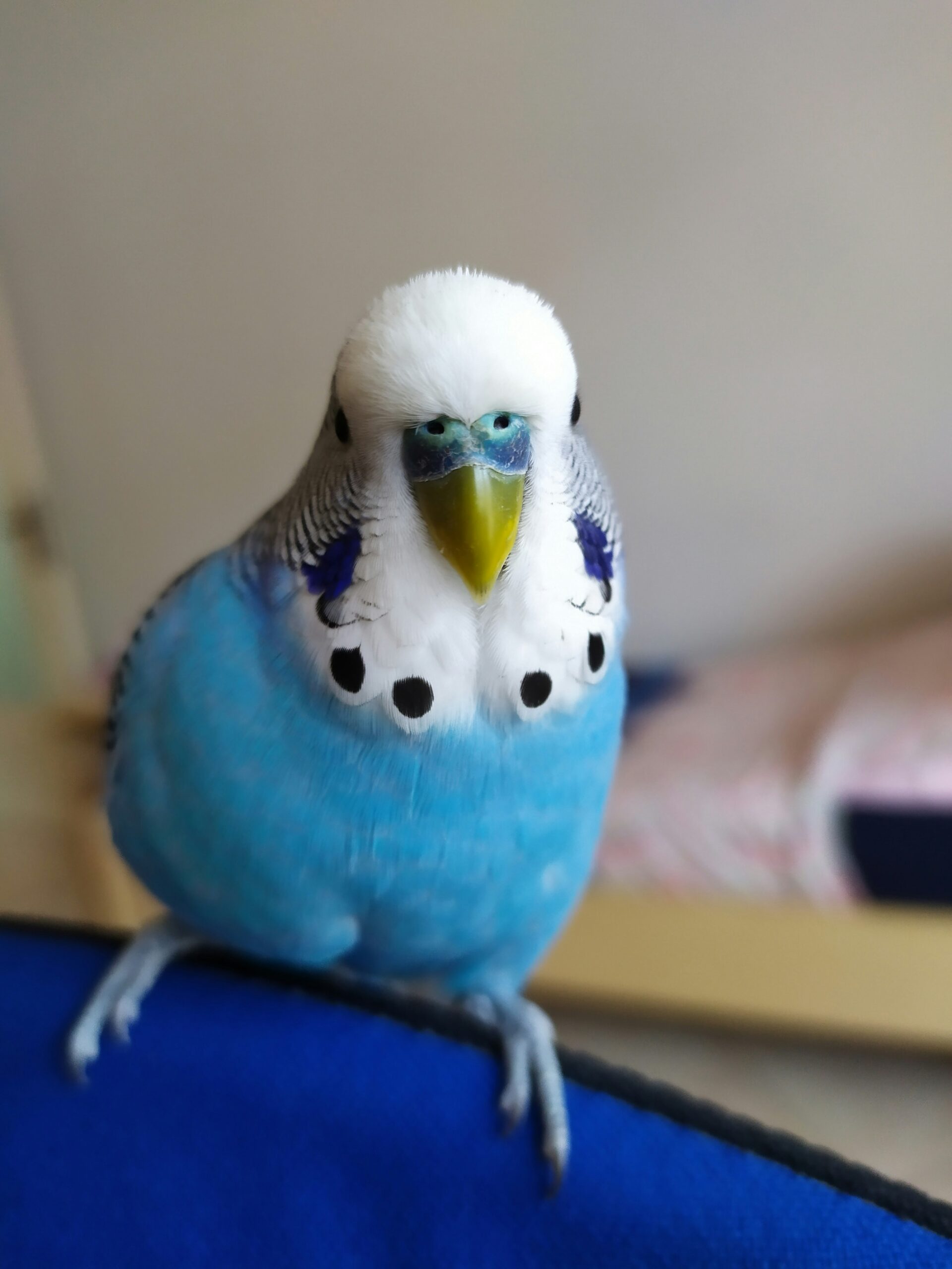 インコ用グッズの通販サイトwakunoki｜安心のペット用品専門店