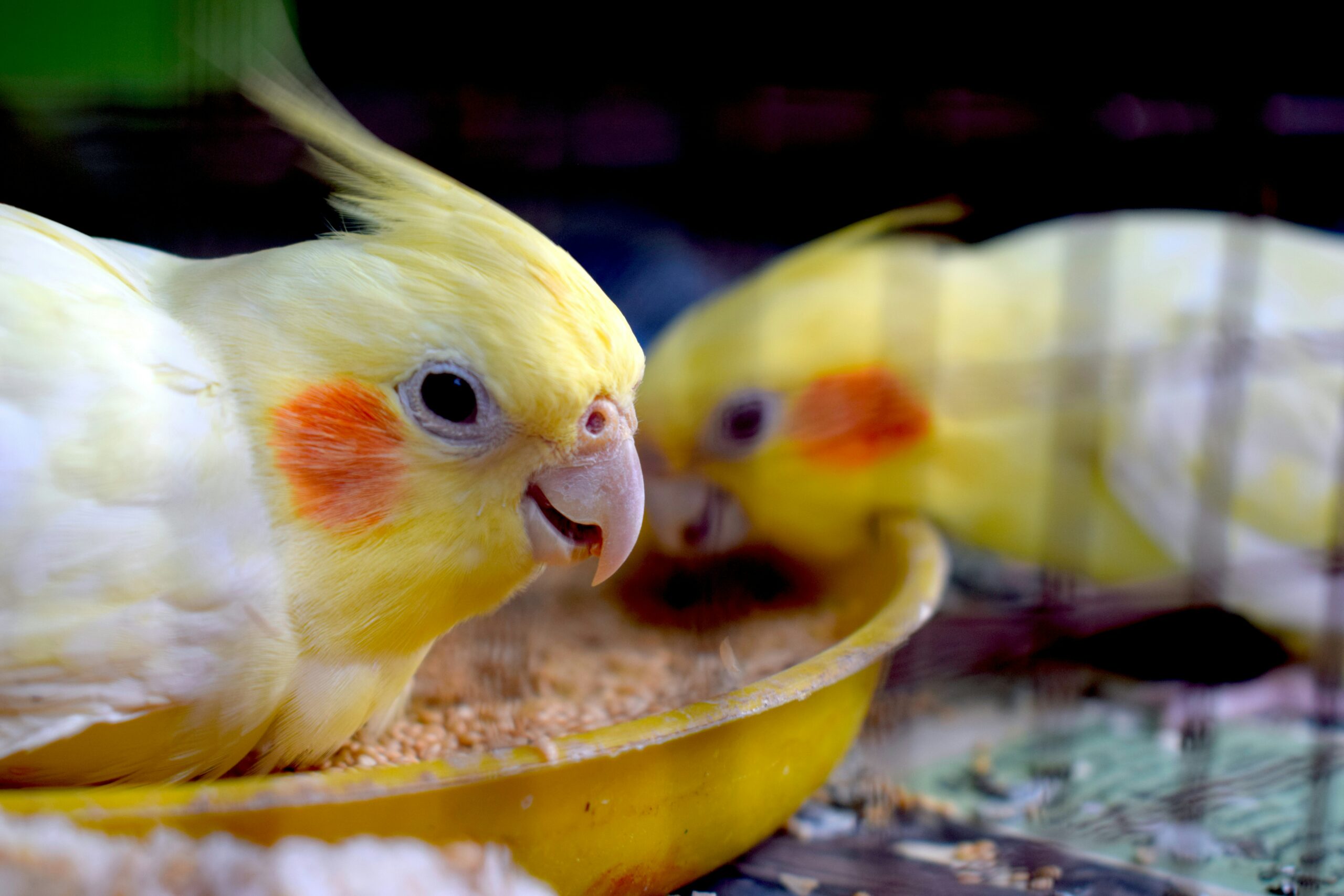 インコ用グッズの通販サイトwakunoki｜安心のペット用品専門店