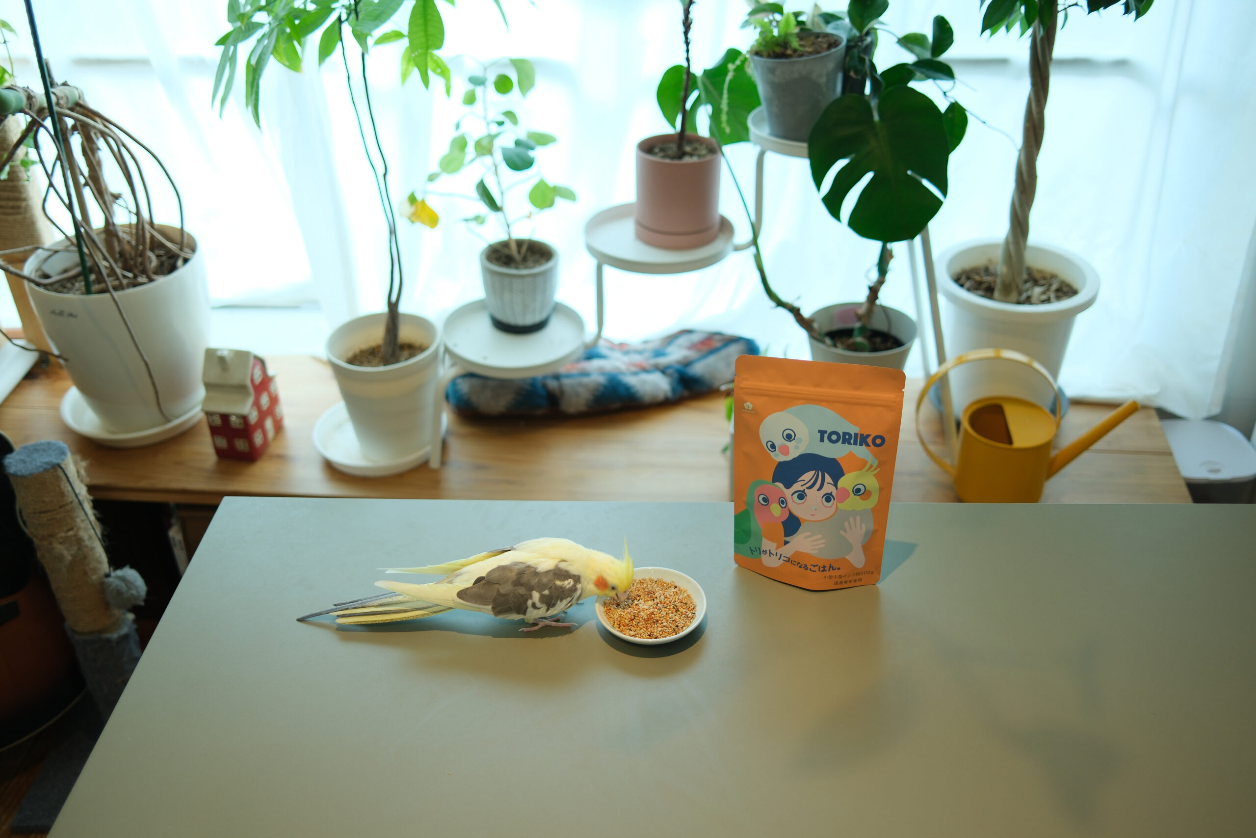 インコ用グッズの通販サイトwakunoki｜安心のペット用品専門店